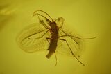 Three Fossil Flies (Diptera) In Baltic Amber #166257-2